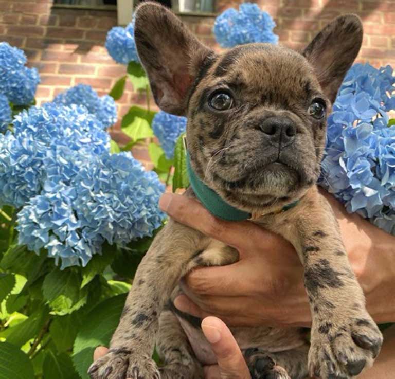 Blue Merle French Bulldog - Everything You Wanted to Know ...