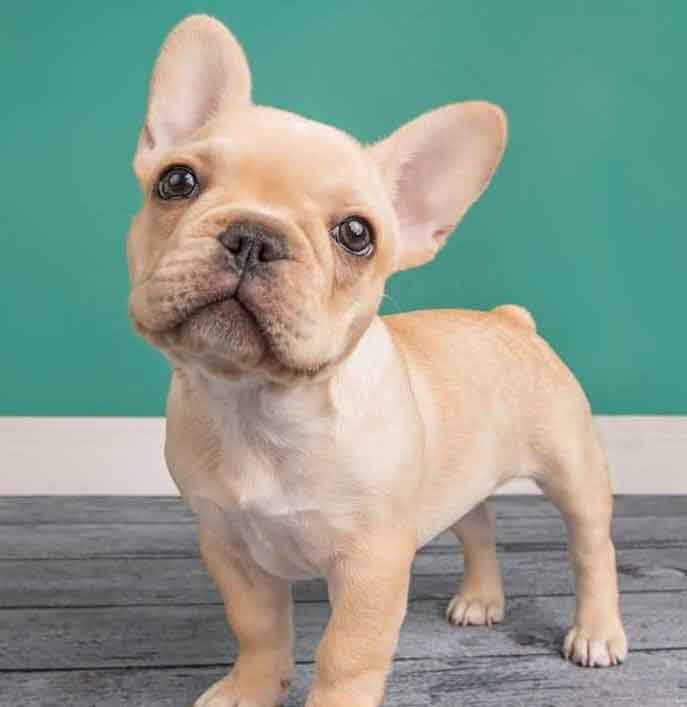 cream colored french bulldog puppies for sale