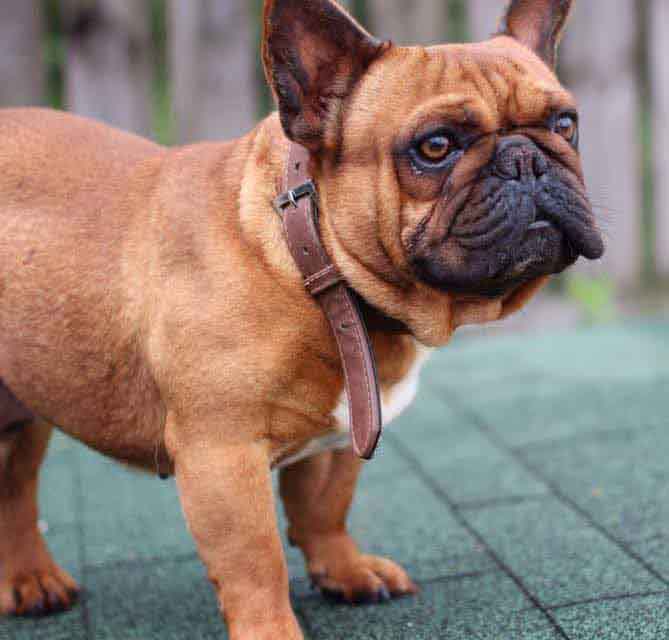 red pied french bulldog