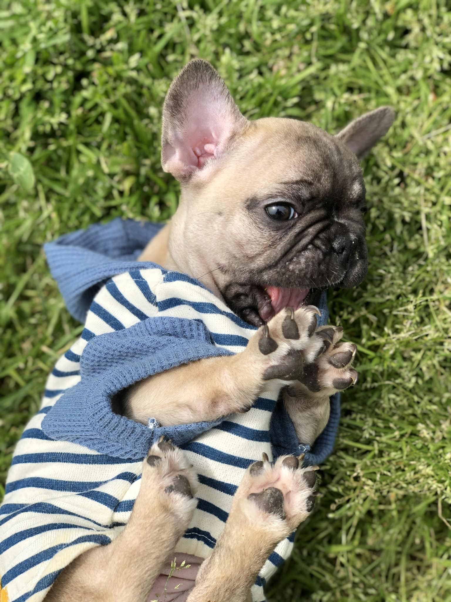 Available French Bulldog Puppies Ethical Frenchie