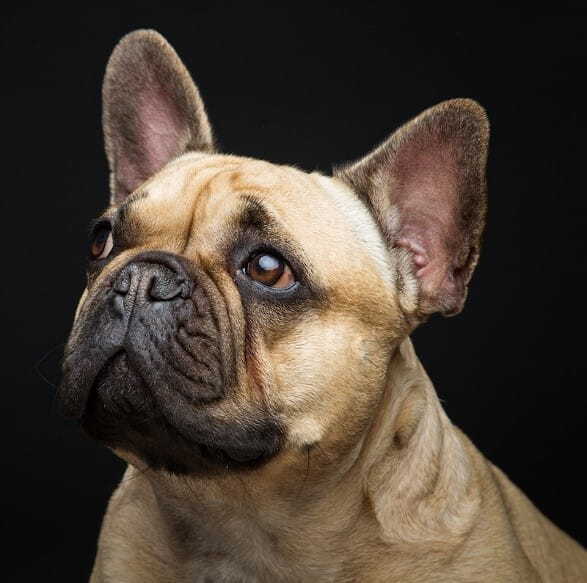 7 French Bulldog Facts that Might Surprise and Astound You | Ethical ...