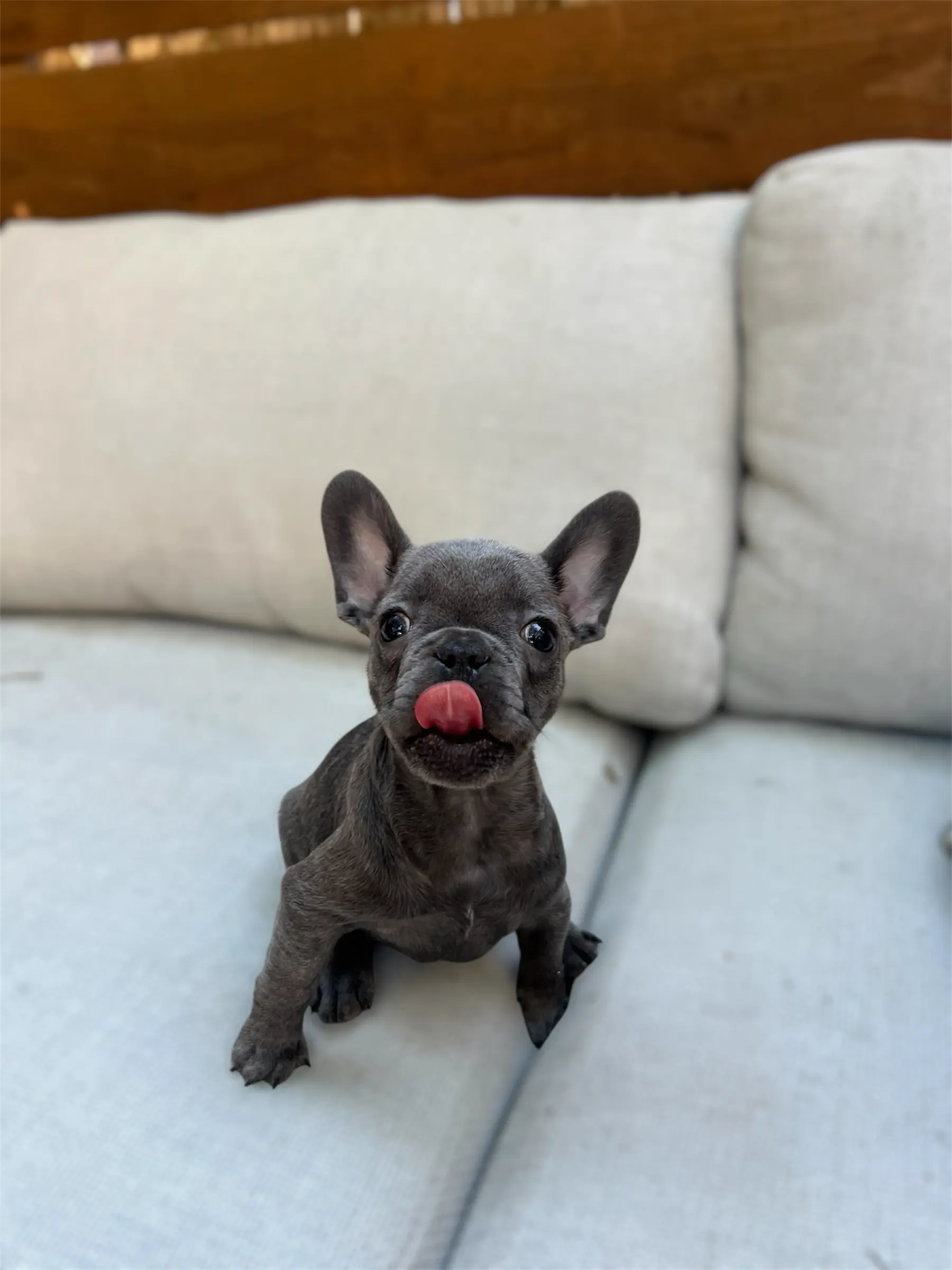 Bean the Blue Frenchie