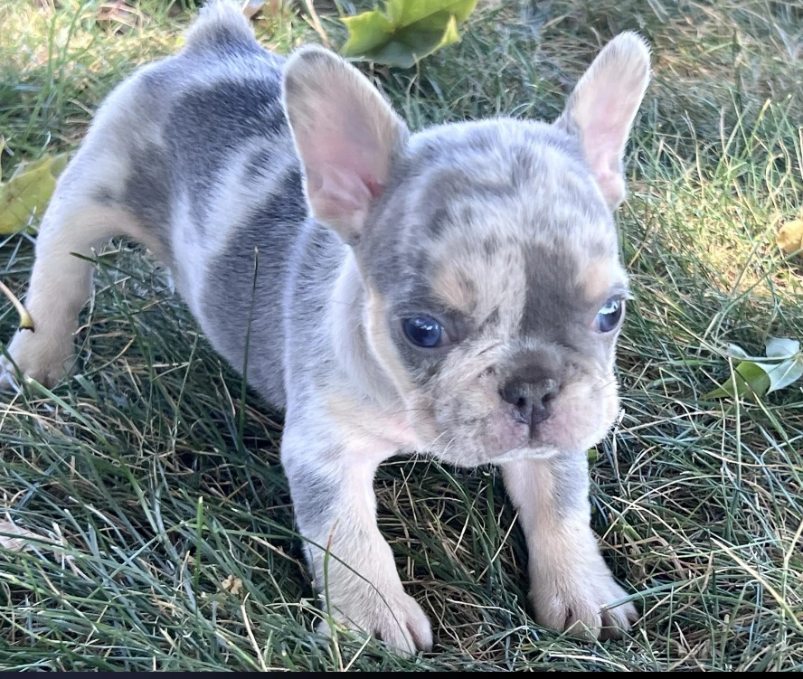 Bronson Jr.