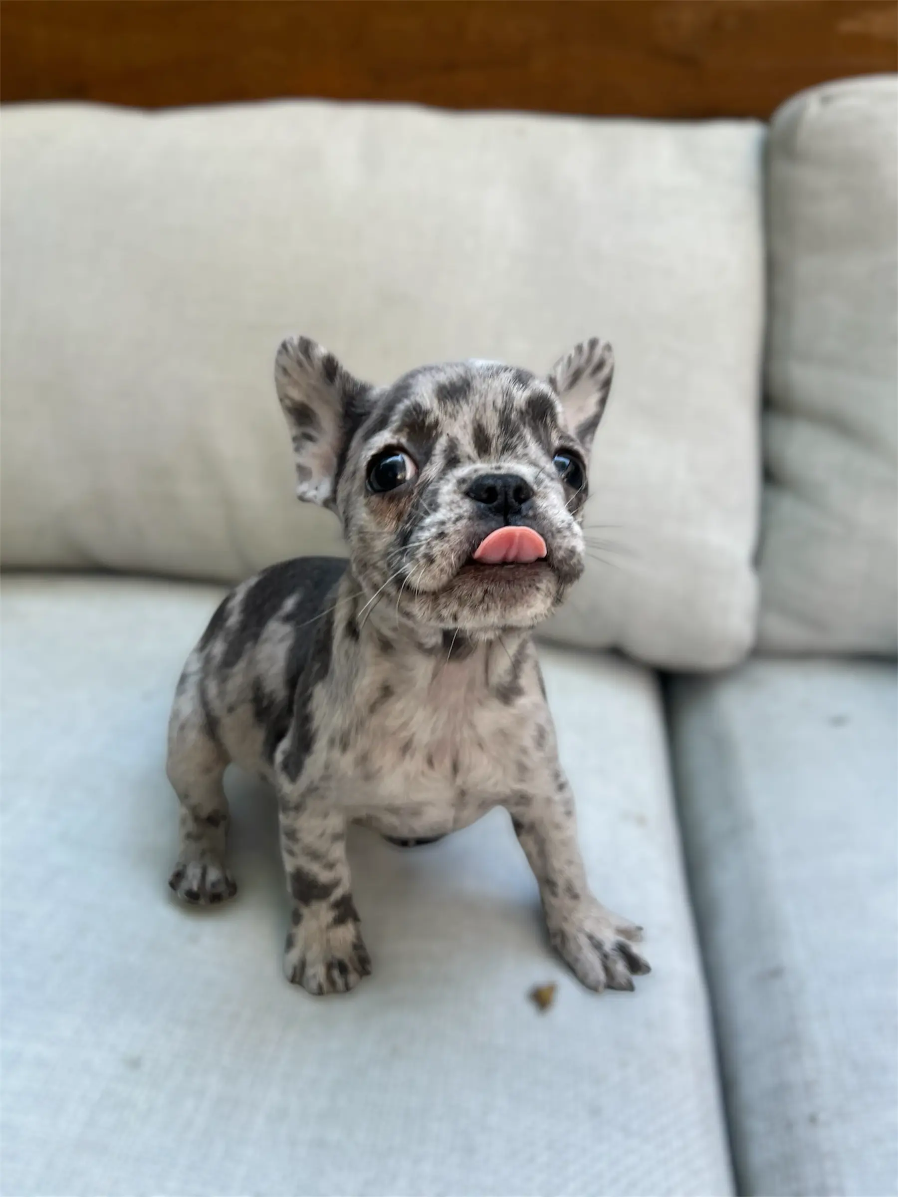 Daisy Mae the Merle Frenchie
