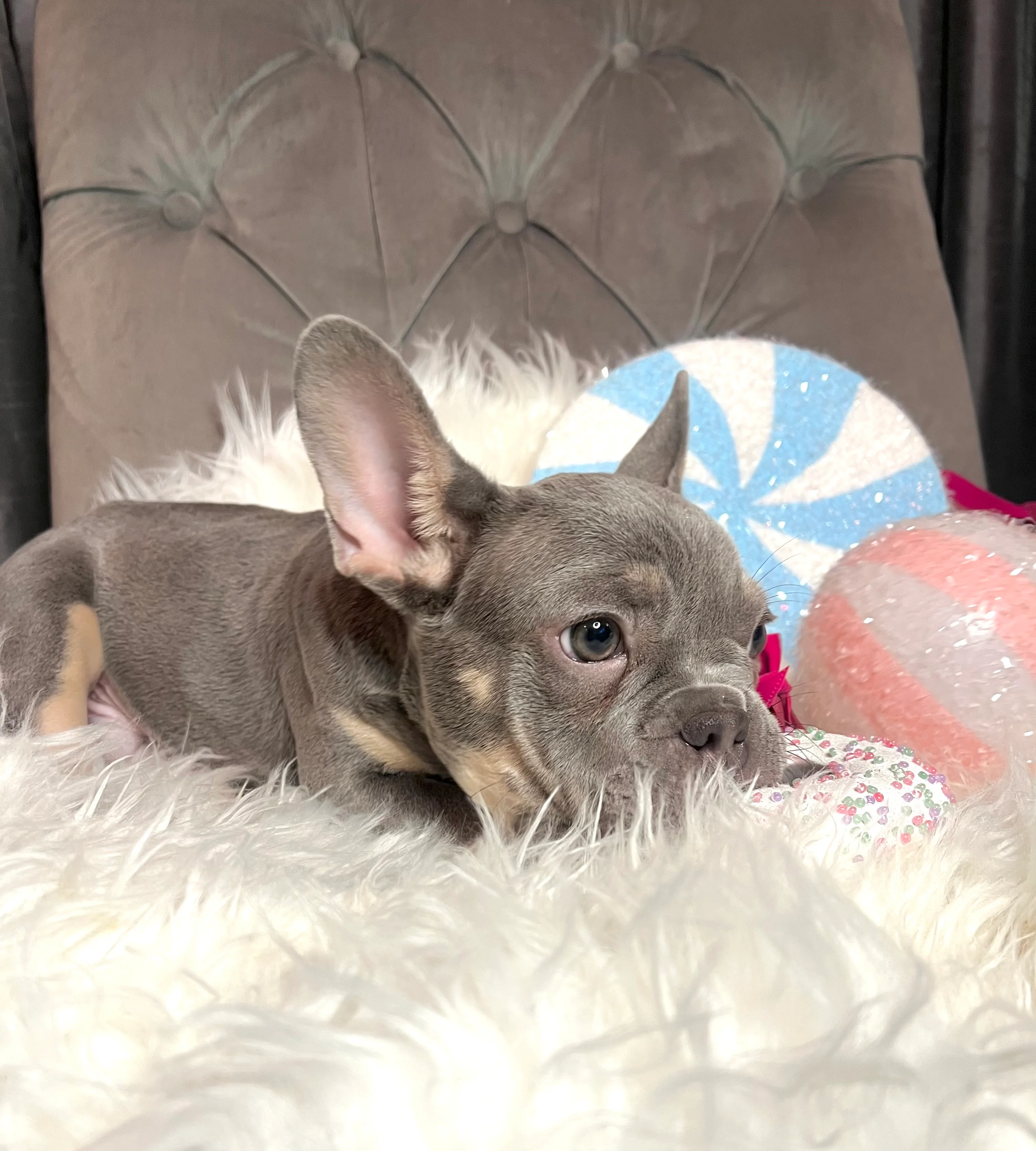 Hey arnold lilac tan french bulldog puppy 2