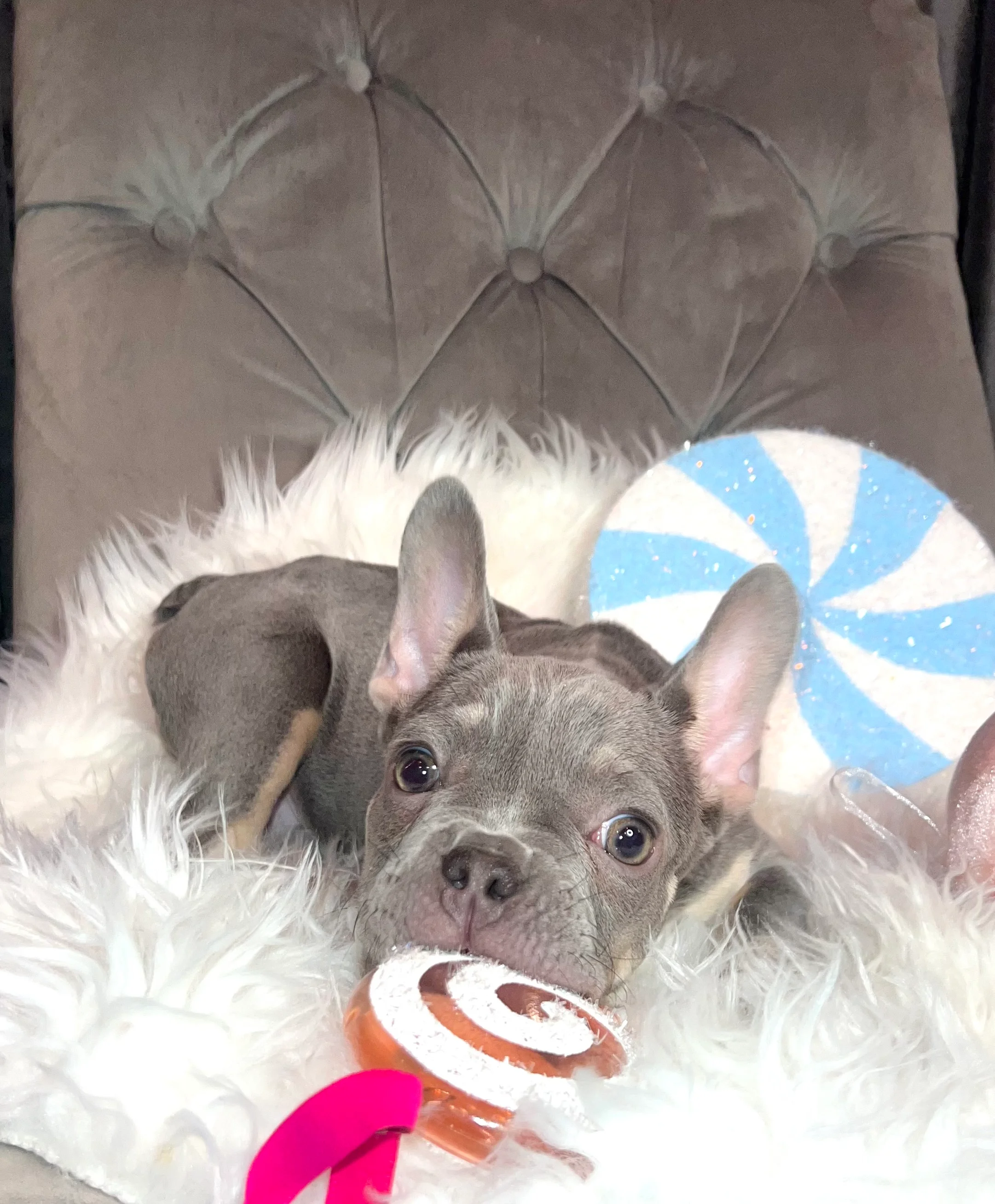 Hey arnold lilac tan french bulldog puppy 3