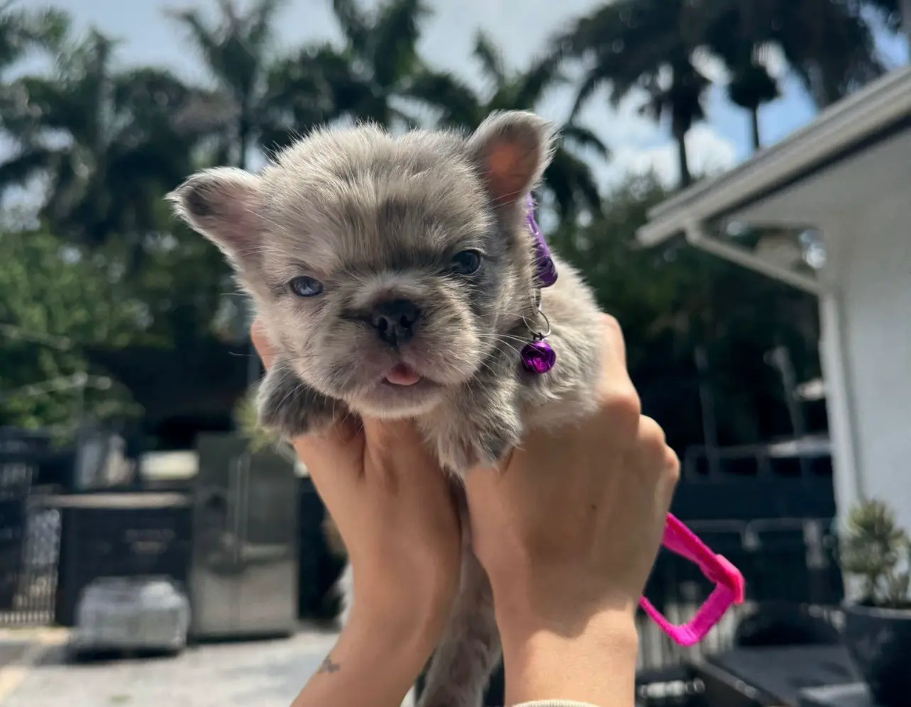 Labubu the Micro Fluffy Merle & Lilac Frenchie