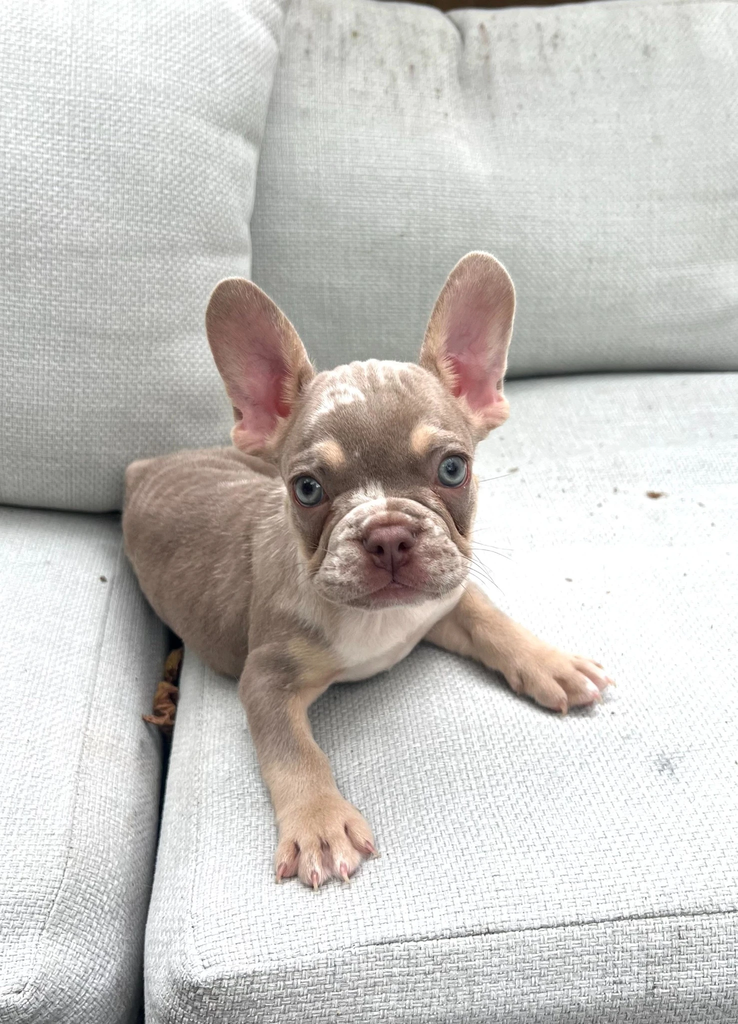 Peanut