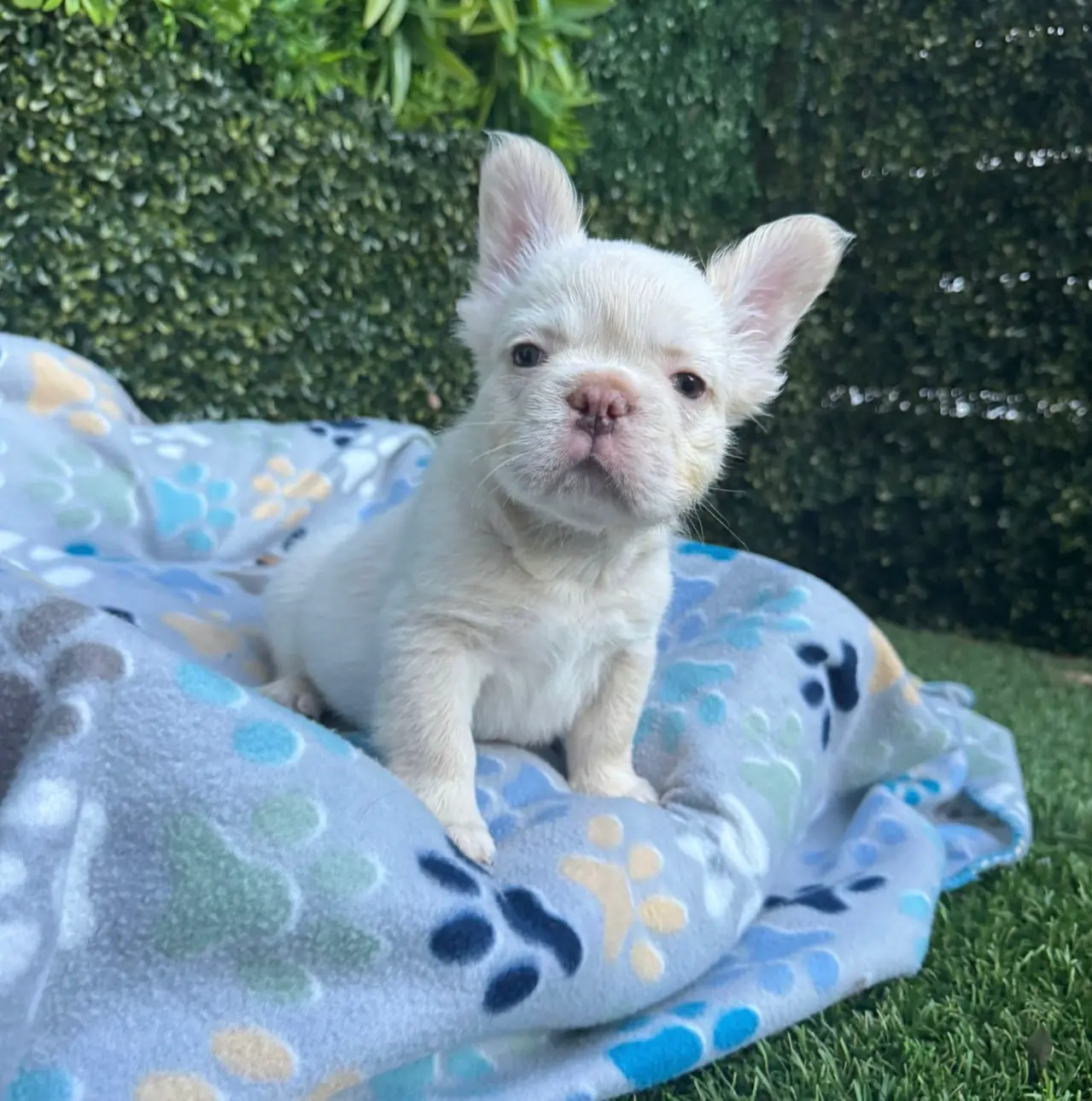 Polar Bear the Platinum Lilac Fluffy Frenchie