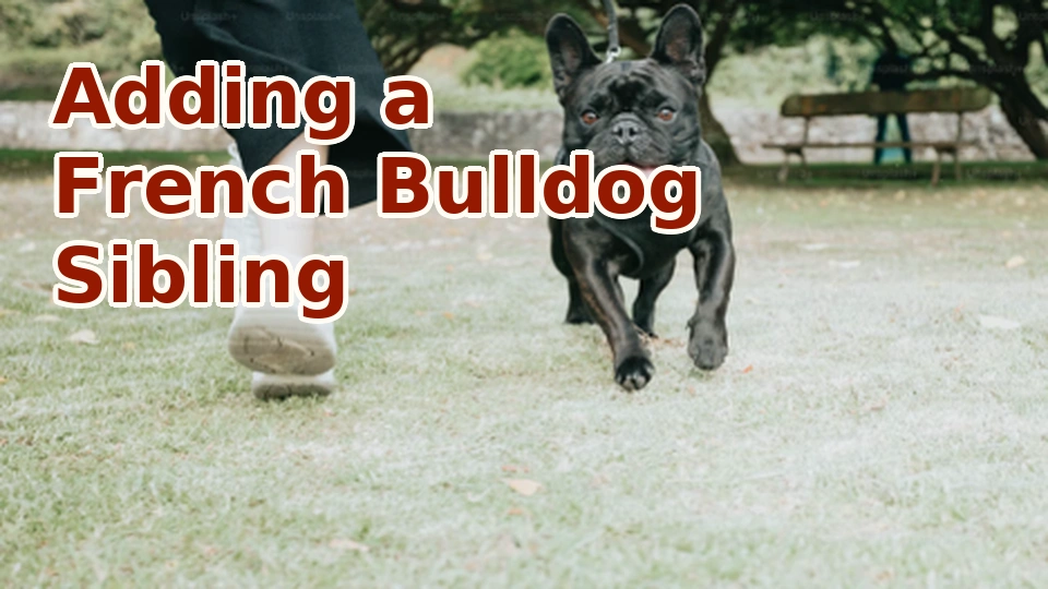 Benefits of Adding a French Bulldog Sibling | Ethical Frenchie