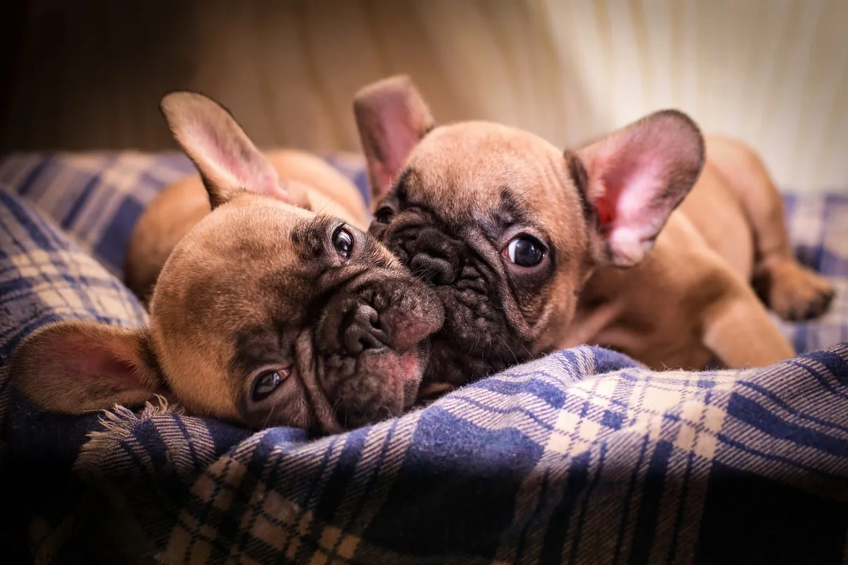Two French Bulldogs cuddling on a dog bed