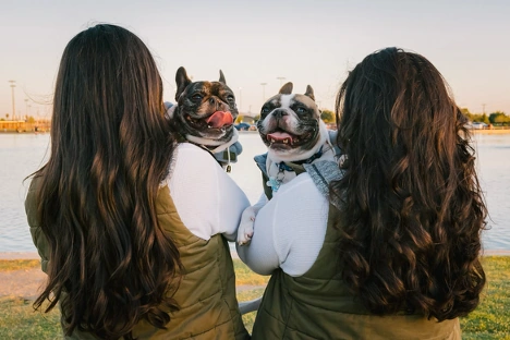 French Bulldog siblings learning from each other