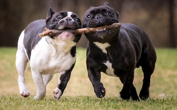 Two French Bulldogs playing together tug of war