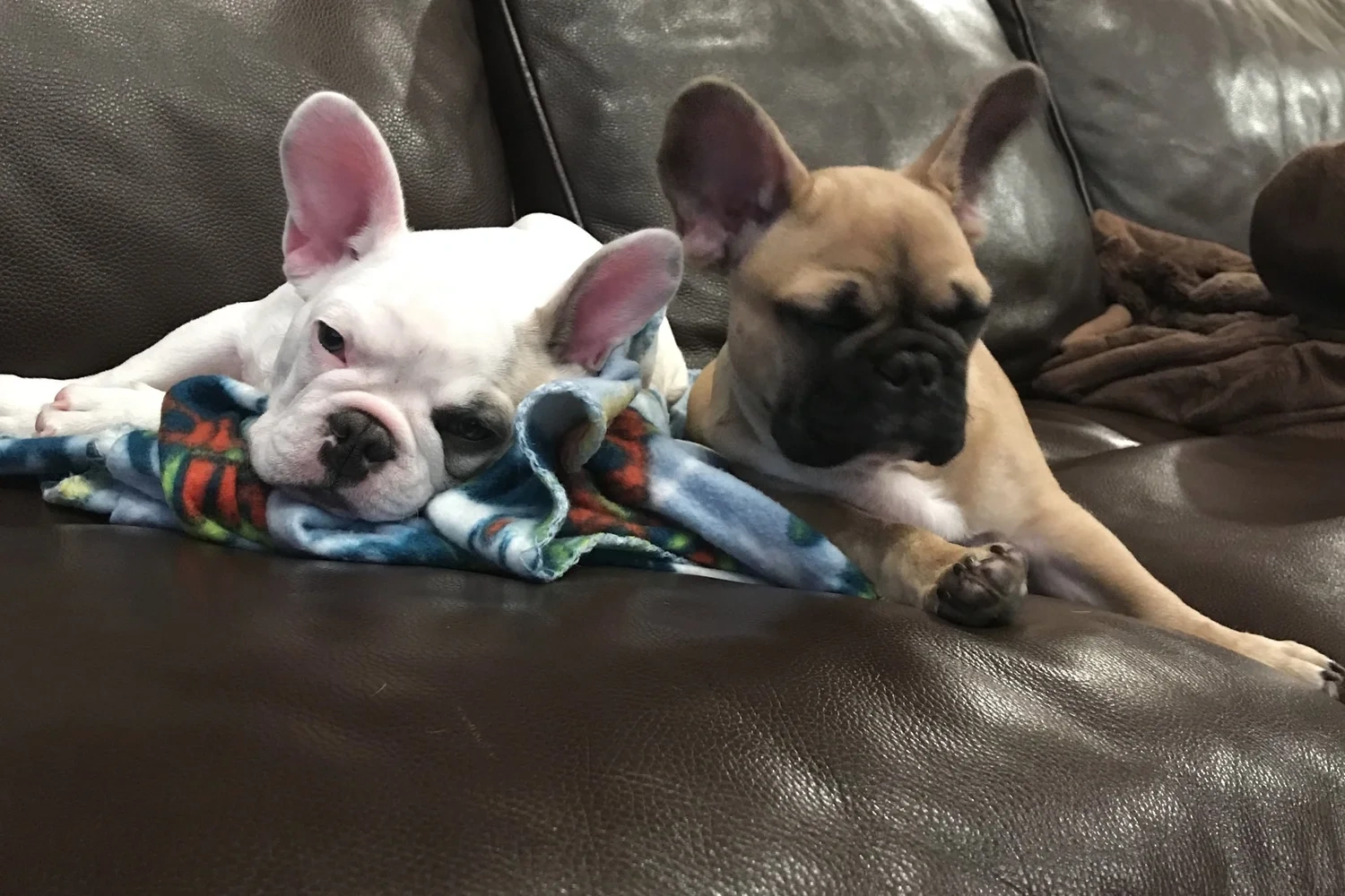 Two French Bulldogs relaxing together on a couch