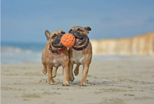 French Bulldogs running in the yard together