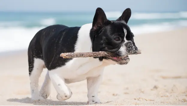 french bulldog at a hot beach in the summer