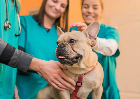 french bulldog at the veterinarians office