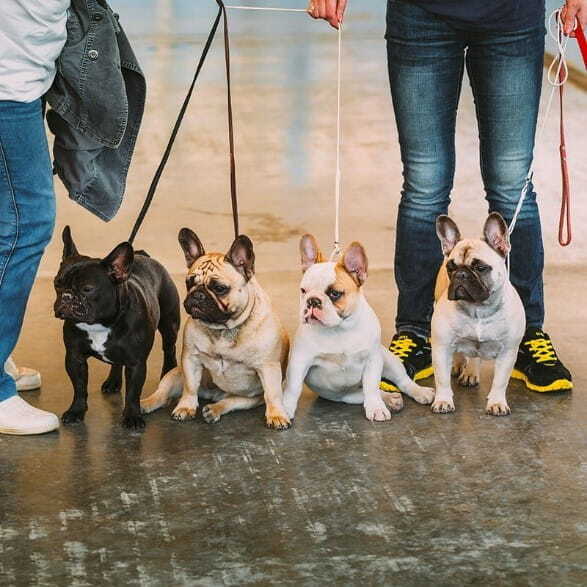 Adult French Bulldogs