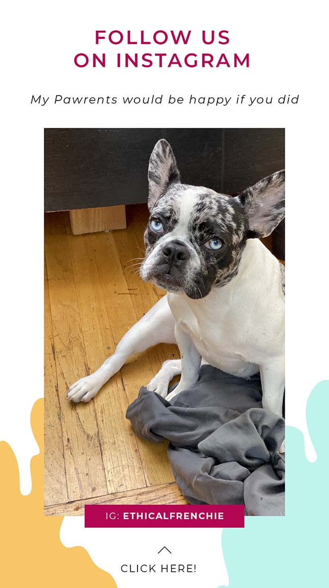 Our Available Frenchies Ethical Frenchie