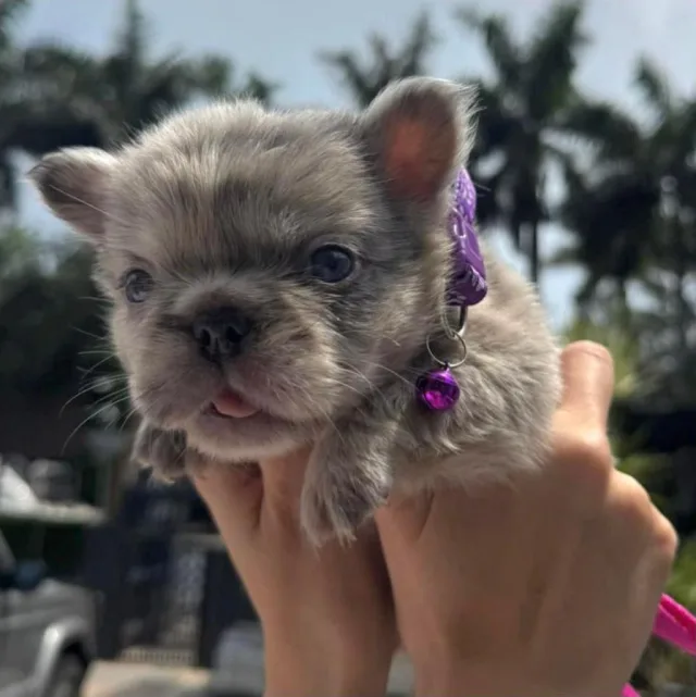 Fluffy merle Frenchie puppy with a purple collar, held up against palm trees