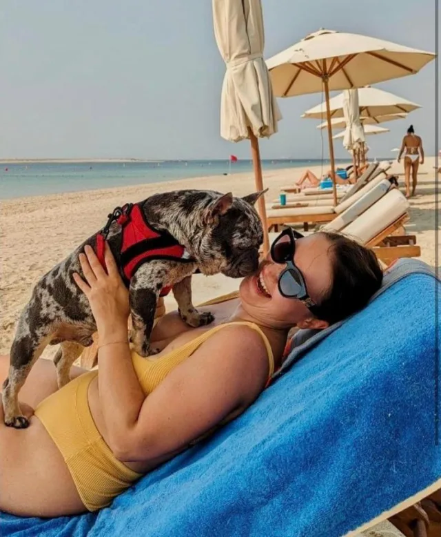 Merle Frenchie in a red harness nuzzling a smiling woman on a sunny beach