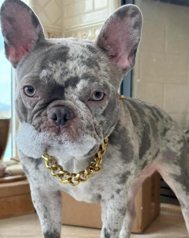 Merle Frenchie with a gold chain and bubble foam on its muzzle, facing the camera