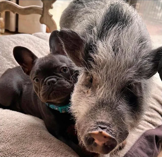 Blue Frenchie puppy snuggling a potbellied pig on a cozy cushion