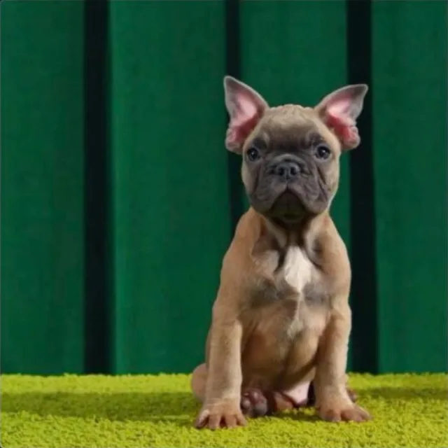 Fawn Frenchie puppy sitting on lime-green carpet in front of a green backdrop