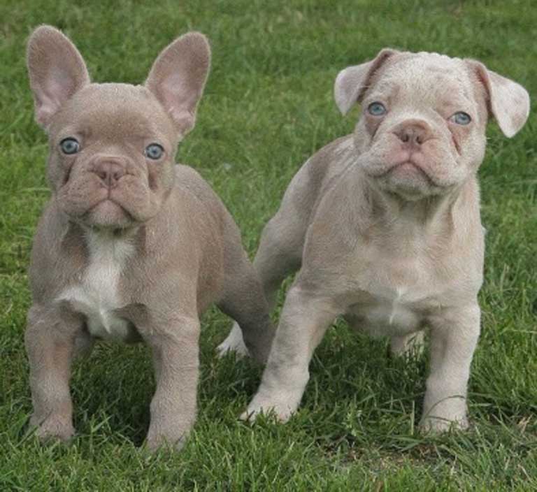 Blue Merle French Bulldog - Everything You Wanted to Know ...