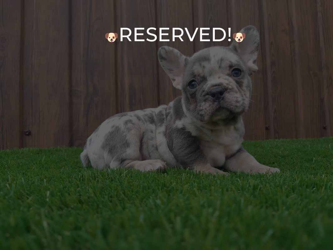 Available French Bulldog Puppies | Ethical Frenchie