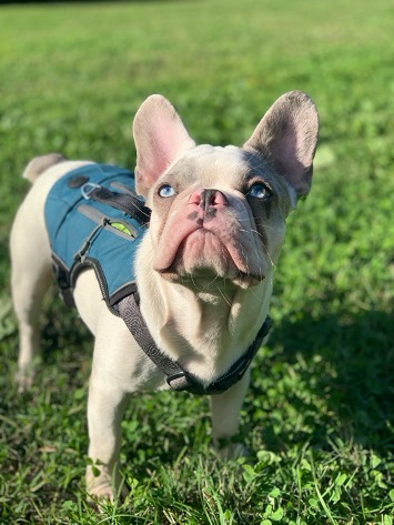 are french bulldogs born with pink noses