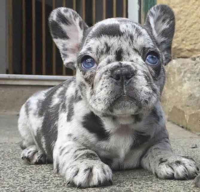 light gray french bulldog