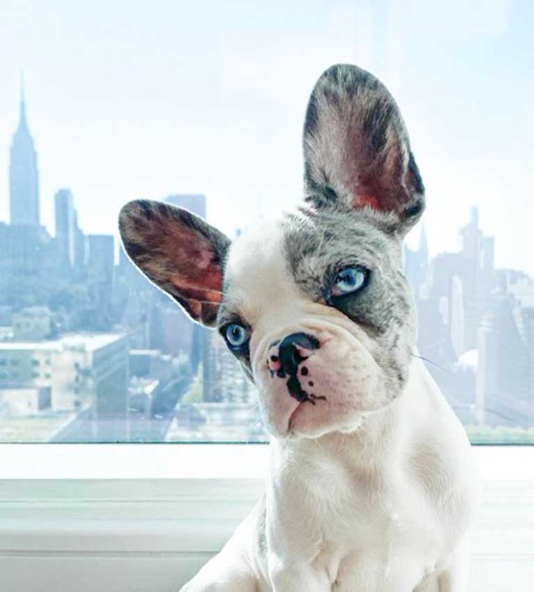 Blue pied clearance merle french bulldog