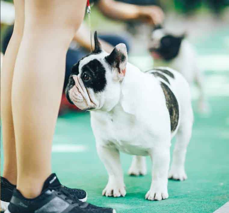 15 HQ Photos Pied French Bulldog / What Are The French Bulldog Colors Frenchie Journey