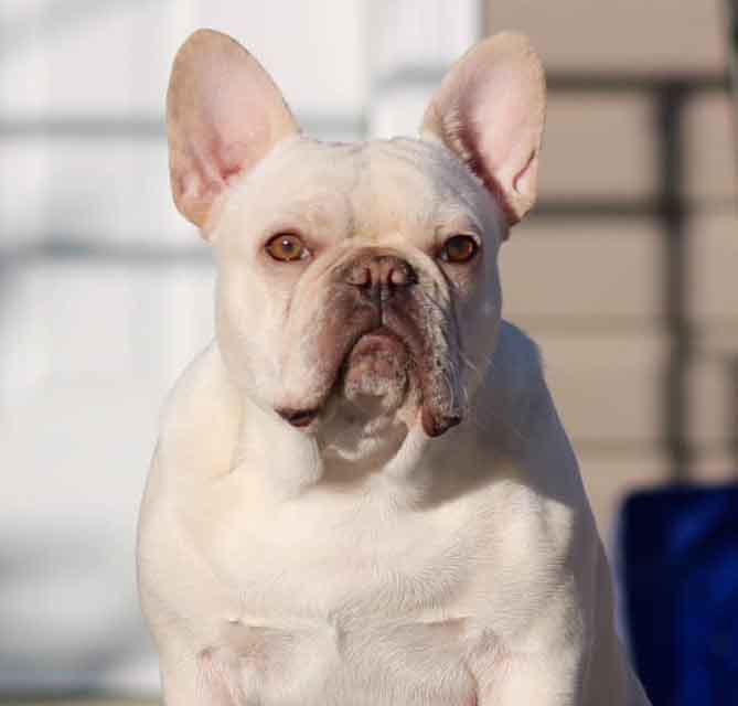 lilac and white french bulldog