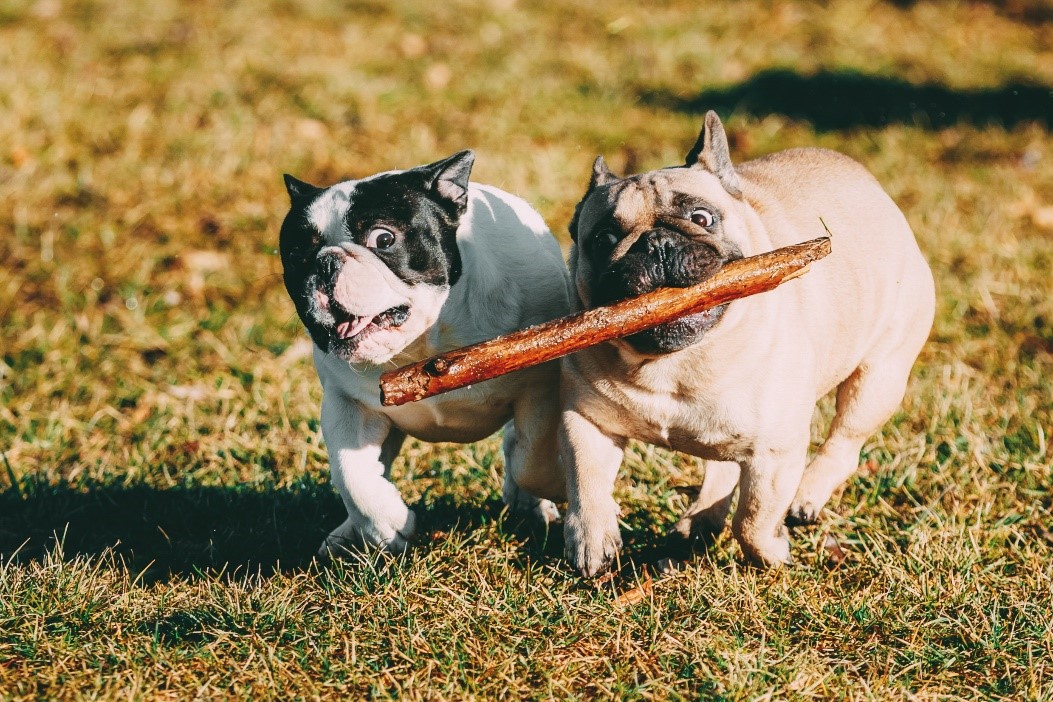 Image of quite chubby frenchies
